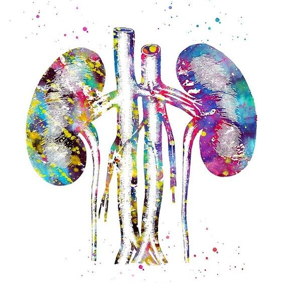 Як перевірити нирки правильно?