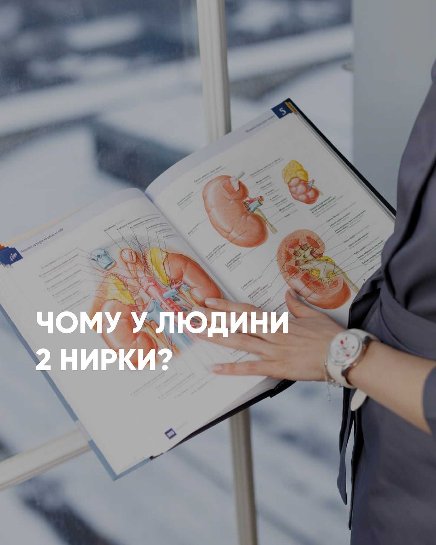 Чому у людини дві нирки?